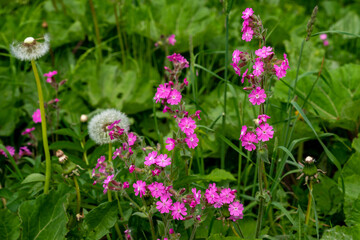 Pink wildflowers on green meadow