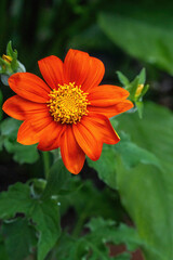 Mexican sunflower or tree marigold flower (Tithonia diversifolia)