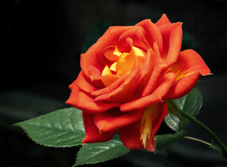 Orange and yellow garden rose flower