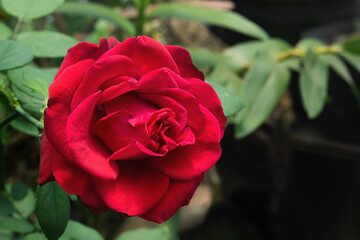 Beautiful red rose flower - garden rose