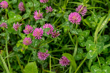 Pink flowering clover in meadow after rain shower, selective focus, shallow depth of field