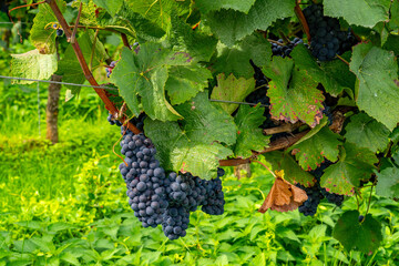 Blue grapes on the vine in the vineyard