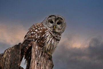 A beautiful Barred Owl sitting perched on top of a dead tree