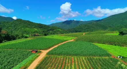 Fototapeta premium Lush Green Farm Landscape.