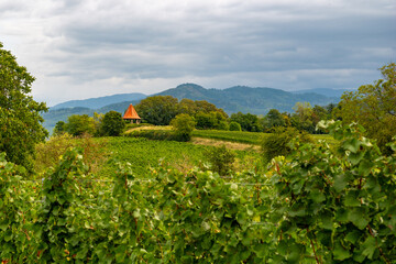 View over the vineyards near Heitersheim, Breisgau