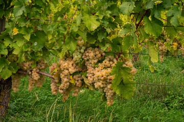 Yellow grapes on the vine in the vineyard