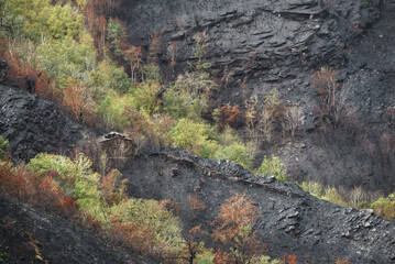 Bands of native deciduous forest survive forest fires