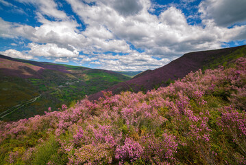Obraz premium Flocks of clouds drift peacefully across a summer sky over the purple heather slopes