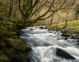 White waters and leafless mossy trees in a river in winter