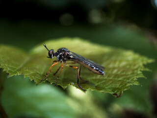 Close up of a robber fly on a leaf in the garden.