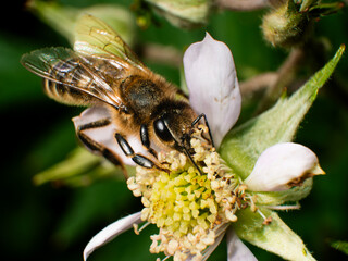 Honey bee on white flower close-up. Macro photography.