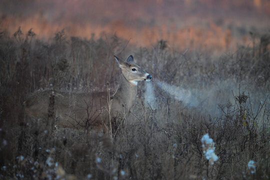 White Tailed Deer doe snorting in the misty morning fog 