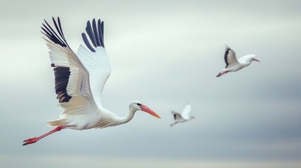 Obraz premium Majestic Flight of Storks