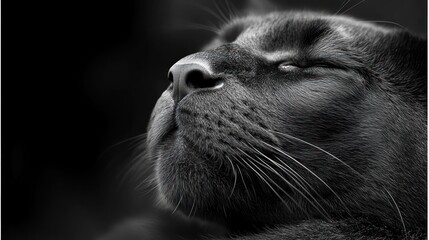 Close-up of a serene black cat's face.