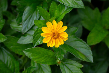 Margaridão, mal-me-quer, malmequer-do-brejo, picão-da-praia, vedélia ou insulina