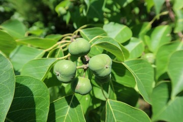 Triadica sebifera plant in Florida nature, closeup