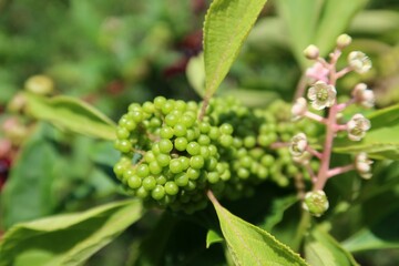 Green callicarpa berries on the bush in Florida nature, closeup