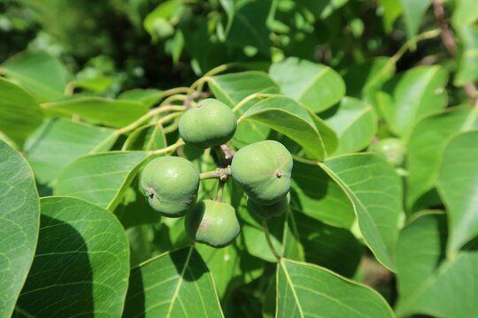 Triadica sebifera plant in Florida nature, closeup