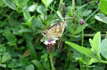 Beautiful skipper butterfly on flower in Florida nature, closeup