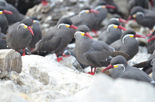 Zarcillo (Larosterna inca) en Isla Lobos de Afuera, Per&uacute; 