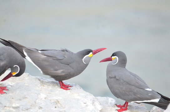 Zarcillo (Larosterna inca) en Isla Lobos de Afuera, Per&uacute; 