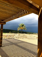 Obraz premium Palm tree in desert