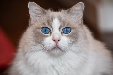 Ragdoll cat portrait with striking blue eyes, white and grey fur and a pink nose