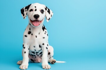 Dalmatian puppy sitting on a vibrant blue background. pet branding and animal campaigns