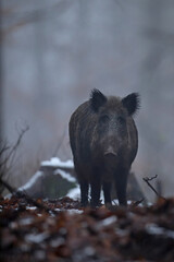 Dzik euroazjatycki, dzik, (Sus scrofa) © Bartosz Rakoczy