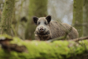 Dzik euroazjatycki, dzik, (Sus scrofa) © Bartosz Rakoczy