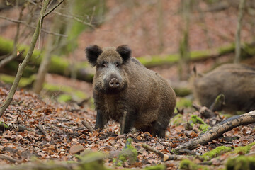 Dzik euroazjatycki, dzik, (Sus scrofa) © Bartosz Rakoczy