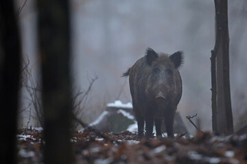 Dzik euroazjatycki, dzik, (Sus scrofa) © Bartosz Rakoczy