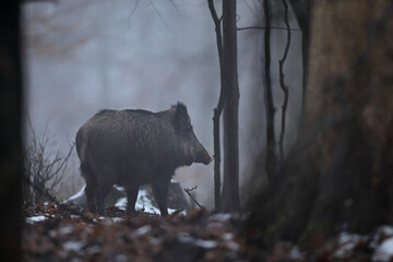 Dzik euroazjatycki, dzik, (Sus scrofa) © Bartosz Rakoczy