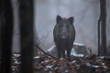 Dzik euroazjatycki, dzik, (Sus scrofa) © Bartosz Rakoczy