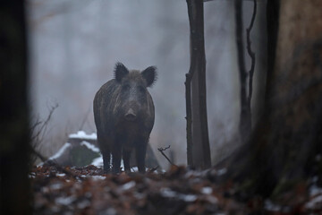 Dzik euroazjatycki, dzik, (Sus scrofa) © Bartosz Rakoczy