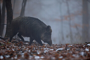 Dzik euroazjatycki, dzik, (Sus scrofa) © Bartosz Rakoczy