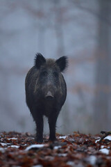 Dzik euroazjatycki, dzik, (Sus scrofa) © Bartosz Rakoczy