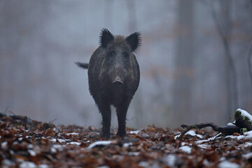 Dzik euroazjatycki, dzik, (Sus scrofa) © Bartosz Rakoczy