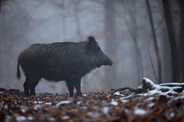 Dzik euroazjatycki, dzik, (Sus scrofa) © Bartosz Rakoczy