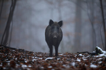 Dzik euroazjatycki, dzik, (Sus scrofa) © Bartosz Rakoczy