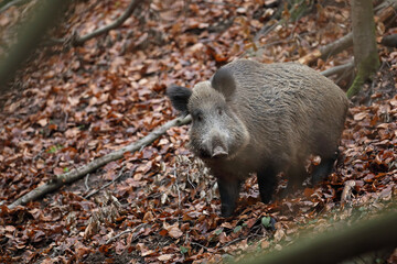 Dzik euroazjatycki, dzik, (Sus scrofa) © Bartosz Rakoczy