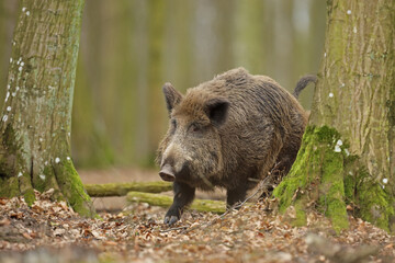 Dzik euroazjatycki, dzik, (Sus scrofa) © Bartosz Rakoczy
