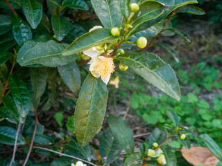 冬に咲く宇治の茶畑の茶の木の花