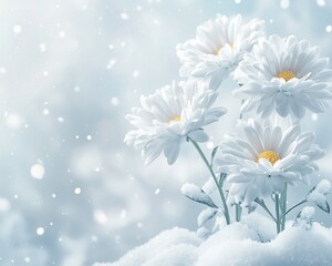 White daisies in snow, winter floral scene.