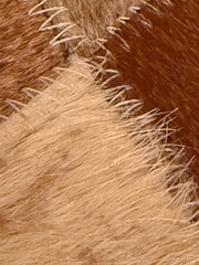 Fototapeta premium Detailed view of soft animal fur featuring colors of brown and cream highlighting various textures and lengths of hairs.