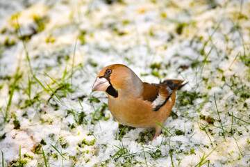 A hawfinch in the meadow searching food