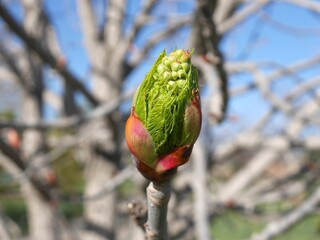 Closeup of Ohio Buckeye tree bud, Colorado