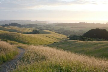Obraz premium A photo of the rolling hills and fields of green wheat in Eastern Brookfield. The sun is setting, casting long shadows over gently swaying waves of grain. A winding path leads into a hazy horizon