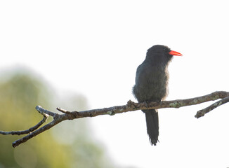 Black Fronted Nunbird