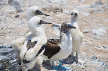 Piquero de patas azules (Sula nebouxii) con tres pichones, en isla Lobos de Afuera, Perú